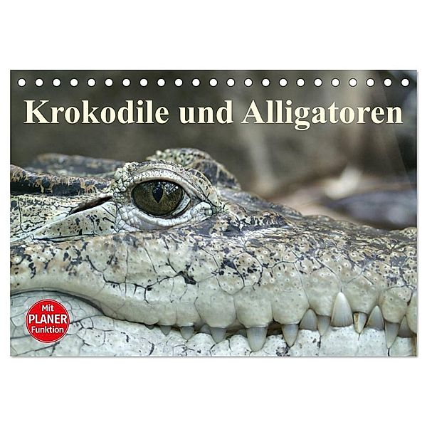 Krokodile und Alligatoren (Tischkalender 2024 DIN A5 quer), CALVENDO Monatskalender, Elisabeth Stanzer