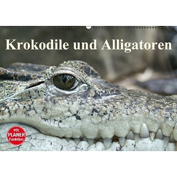 Krokodile und Alligatoren (Wandkalender 2016 DIN A2 quer), Elisabeth Stanzer