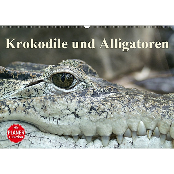 Krokodile und Alligatoren (Wandkalender 2020 DIN A2 quer), Elisabeth Stanzer