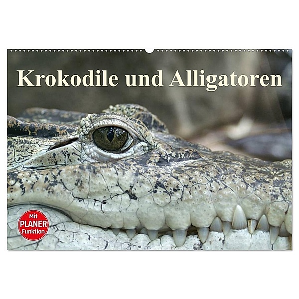 Krokodile und Alligatoren (Wandkalender 2024 DIN A2 quer), CALVENDO Monatskalender, Elisabeth Stanzer