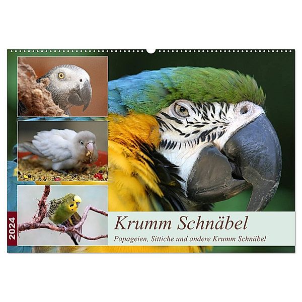 Krumm Schnäbel - Papageien, Sittiche und andere Krumm Schnäbel (Wandkalender 2024 DIN A2 quer), CALVENDO Monatskalender, Barbara Mielewczyk