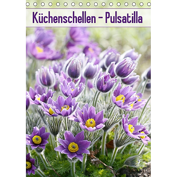Küchenschellen Pulsatilla (Tischkalender 2019 DIN A5 hoch), Gisela Kruse