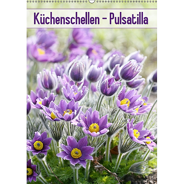 Küchenschellen Pulsatilla (Wandkalender 2019 DIN A2 hoch), Gisela Kruse