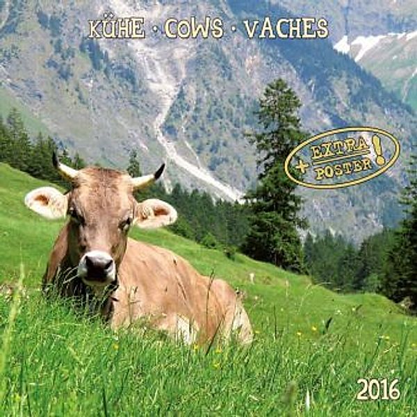 Kühe 2016. Cows. Vaches