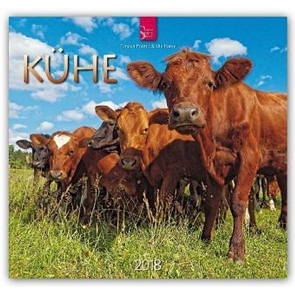 Kühe 2018