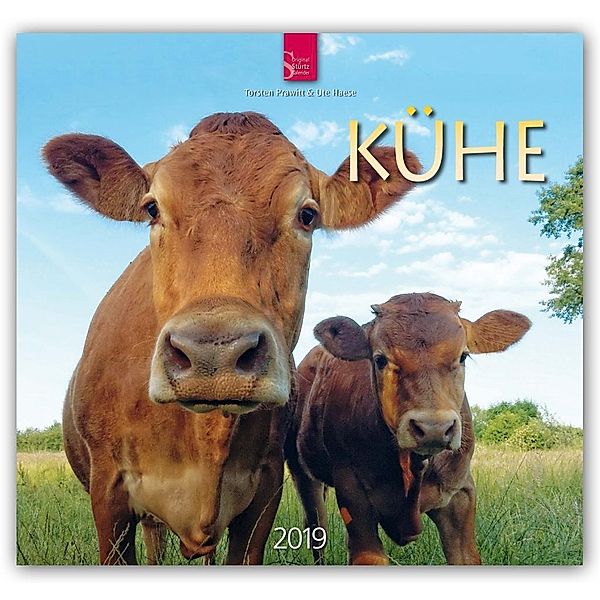 Kühe 2019