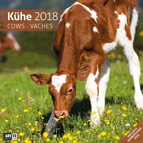 Kühe 30x30 2018