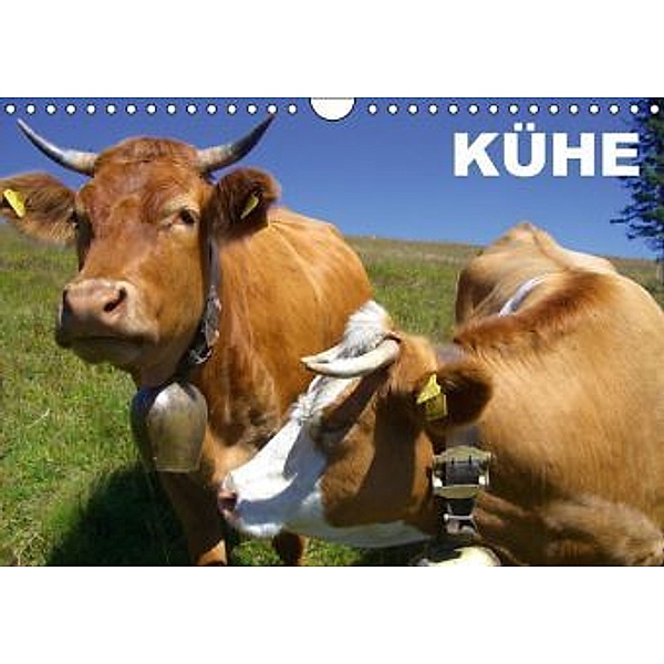 Kühe / Geburtstagskalender (Wandkalender 2016 DIN A4 quer), Elisabeth Stanzer