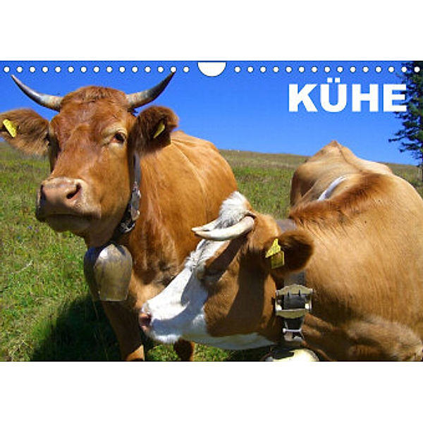 Kühe / Geburtstagskalender (Wandkalender 2022 DIN A4 quer), Elisabeth Stanzer