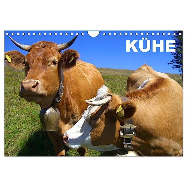 Kühe / Geburtstagskalender (Wandkalender 2024 DIN A4 quer), CALVENDO Monatskalender, Elisabeth Stanzer