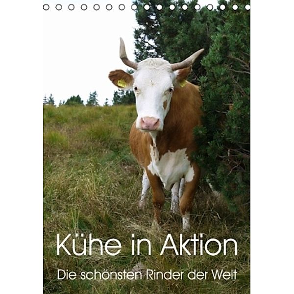 Kühe in Aktion. Die schönsten Rinder der Welt (Tischkalender 2016 DIN A5 hoch), Stefanie Goldscheider