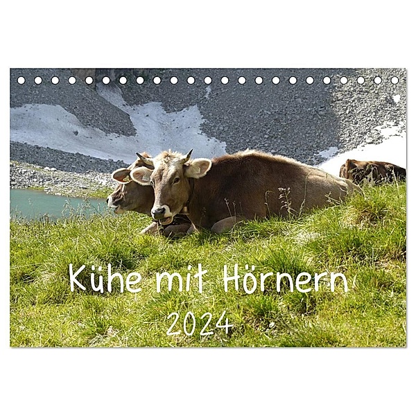 Kühe mit Hörnern (Tischkalender 2024 DIN A5 quer), CALVENDO Monatskalender, Stefanie Goldscheider