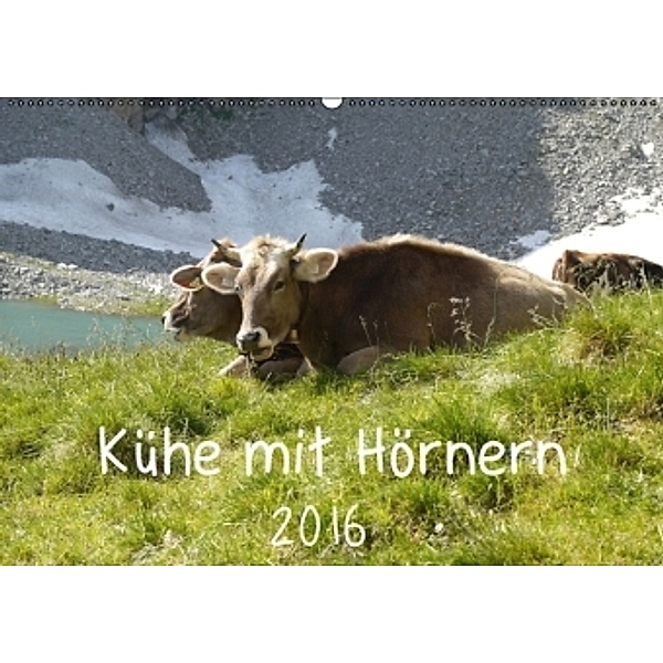 Kühe mit Hörnern (Wandkalender 2016 DIN A2 quer), Stefanie Goldscheider