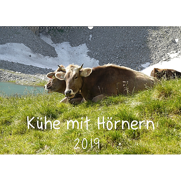 Kühe mit Hörnern (Wandkalender 2019 DIN A2 quer), Stefanie Goldscheider