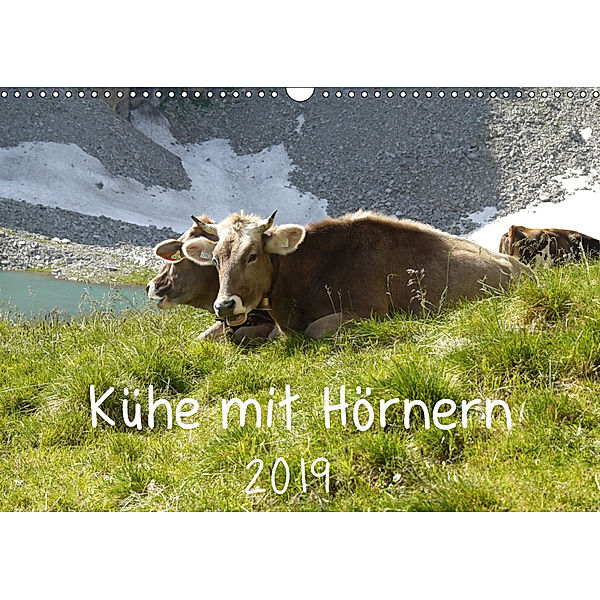 Kühe mit Hörnern (Wandkalender 2019 DIN A3 quer), Stefanie Goldscheider