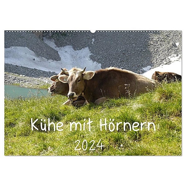 Kühe mit Hörnern (Wandkalender 2024 DIN A2 quer), CALVENDO Monatskalender, Stefanie Goldscheider