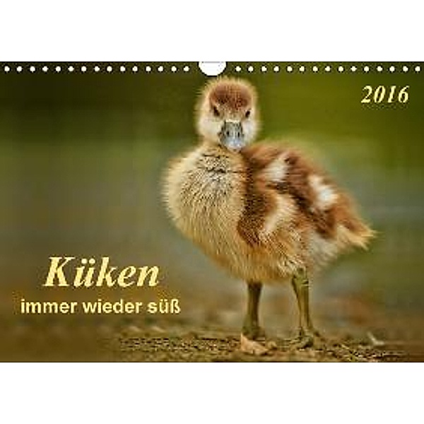 Küken - immer wieder süß (Wandkalender 2016 DIN A4 quer), Peter Roder