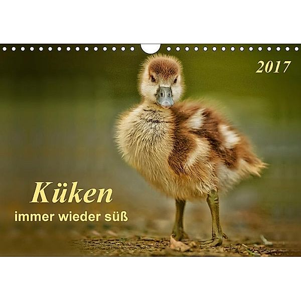 Küken - immer wieder süß (Wandkalender 2017 DIN A4 quer), Peter Roder