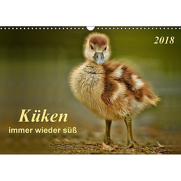 Küken - immer wieder süß (Wandkalender 2018 DIN A3 quer), Peter Roder