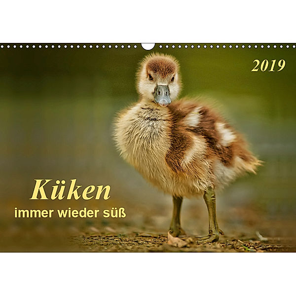 Küken - immer wieder süß (Wandkalender 2019 DIN A3 quer), Peter Roder