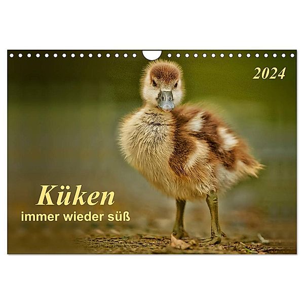Küken - immer wieder süß (Wandkalender 2024 DIN A4 quer), CALVENDO Monatskalender, Peter Roder