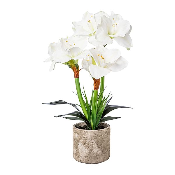 Künstliche Amaryllis im Zementtopf in weiß, 55 cm