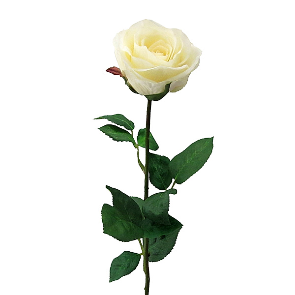 Künstliche Gartenrose, Langstiel mit 6 Blüten, 69 cm (Farbe: creme)