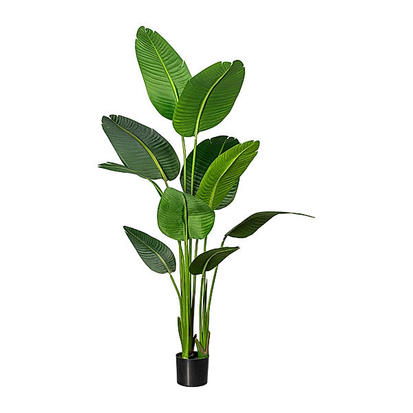 Künstliche Strelitzia nicolai im Topf, 10 Blätter, 160 cm
