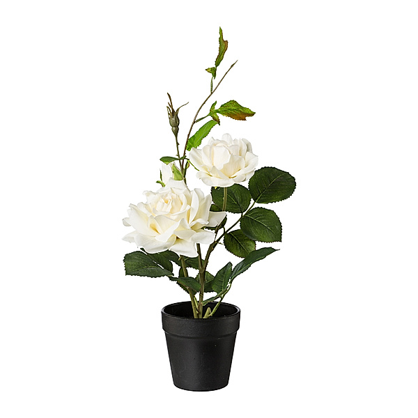 Künstlicher Rosenbusch im Topf, 40 cm (Farbe: creme)