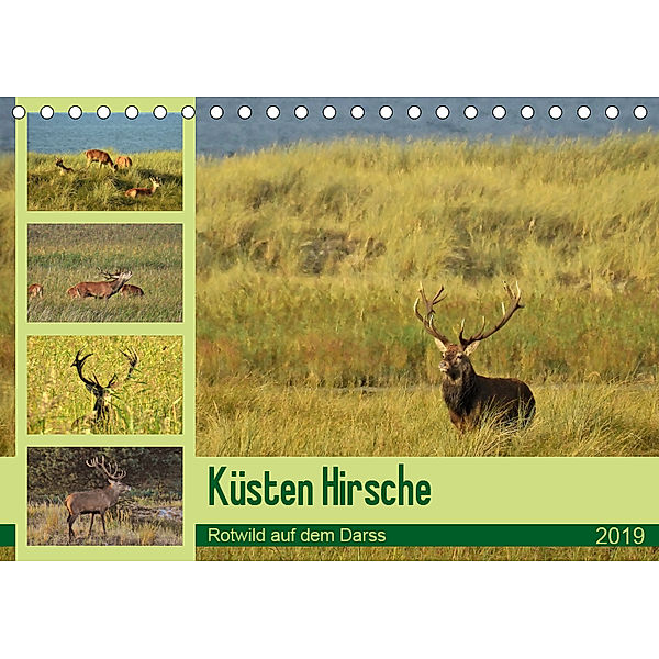 Küsten Hirsche - Rotwild auf dem Darss (Tischkalender 2019 DIN A5 quer), René Schaack