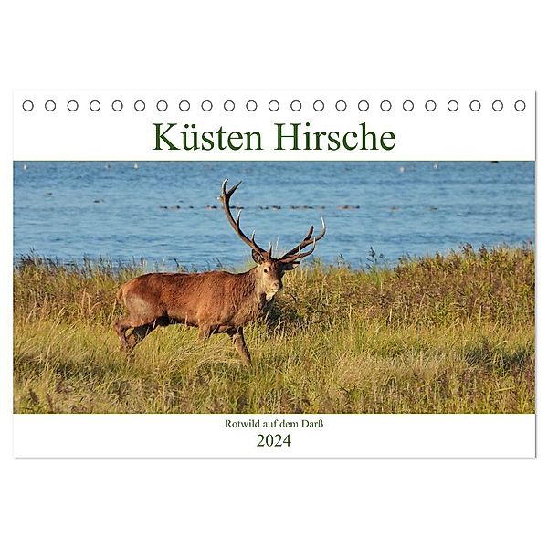 Küsten Hirsche - Rotwild auf dem Darß (Tischkalender 2024 DIN A5 quer), CALVENDO Monatskalender, René Schaack