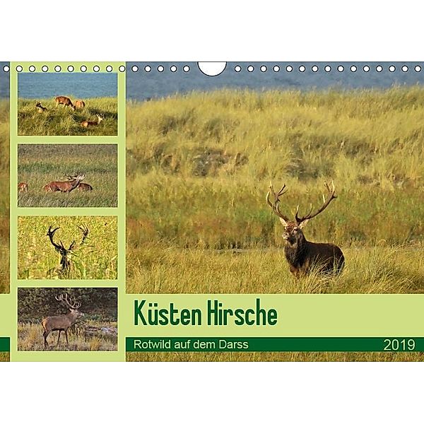 Küsten Hirsche - Rotwild auf dem Darss (Wandkalender 2019 DIN A4 quer), René Schaack