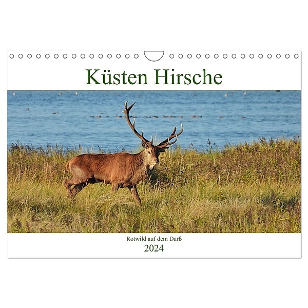 Küsten Hirsche - Rotwild auf dem Darß (Wandkalender 2024 DIN A4 quer), CALVENDO Monatskalender, René Schaack