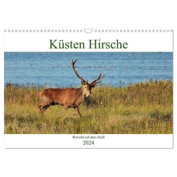 Küsten Hirsche - Rotwild auf dem Darss (Wandkalender 2024 DIN A3 quer), CALVENDO Monatskalender, René Schaack