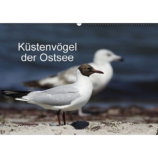 Küstenvögel der OstseeAT-Version (Wandkalender 2015 DIN A2 quer), Tanja Riedel