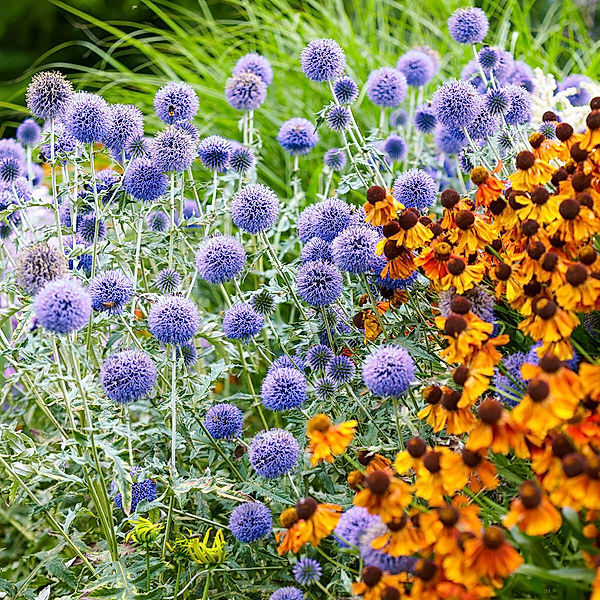 Kugeldistel, blau