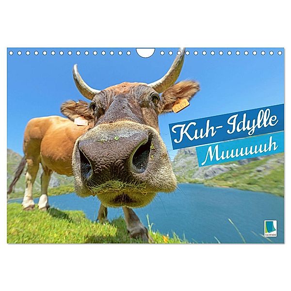 Kuh-Idylle: Muuuuuh (Wandkalender 2024 DIN A4 quer), CALVENDO Monatskalender, Calvendo