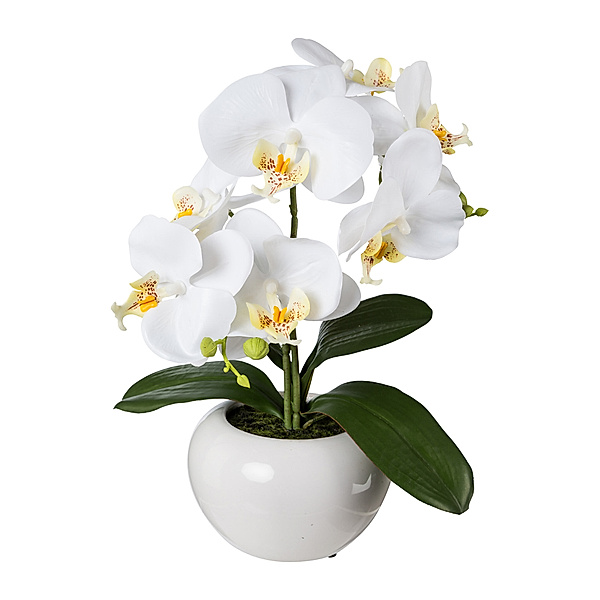 Kunstorchidee Phalaenopsis im Keramiktopf, 35 cm, (Farbe: weiß)