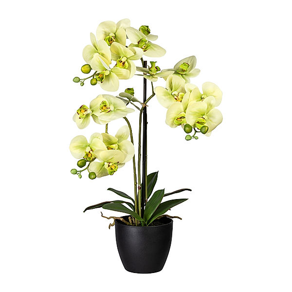 Kunstorchidee Phalaenopsis im Kunststofftopf, 65 cm, 3 Zweige (Farbe: grün)