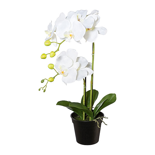 Kunstorchidee Phalaenopsis im Topf, weiß 55 Farbe: cm