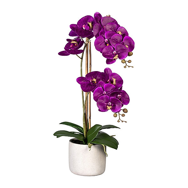 Kunstorchidee Phalaenopsis im Zementtopf , 60 cm, 2 Blütenzweige (Farbe: lila)