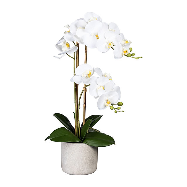 2 60 Farbe: im Phalaenopsis cm, weiß Zementtopf, Kunstorchidee Blütenzweige