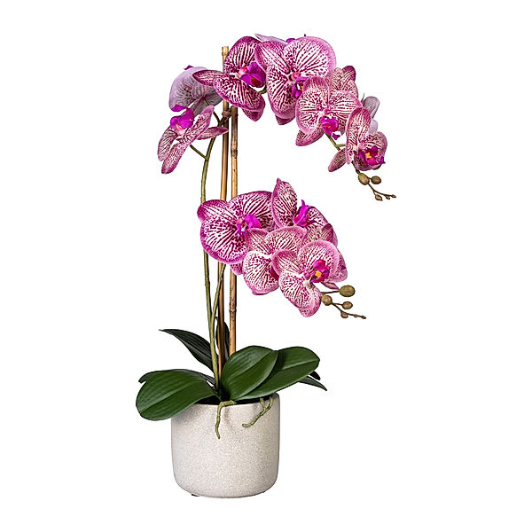 pink im cm, Zementtopf, Blütenzweige 2 Farbe: Kunstorchidee 60 Phalaenopsis