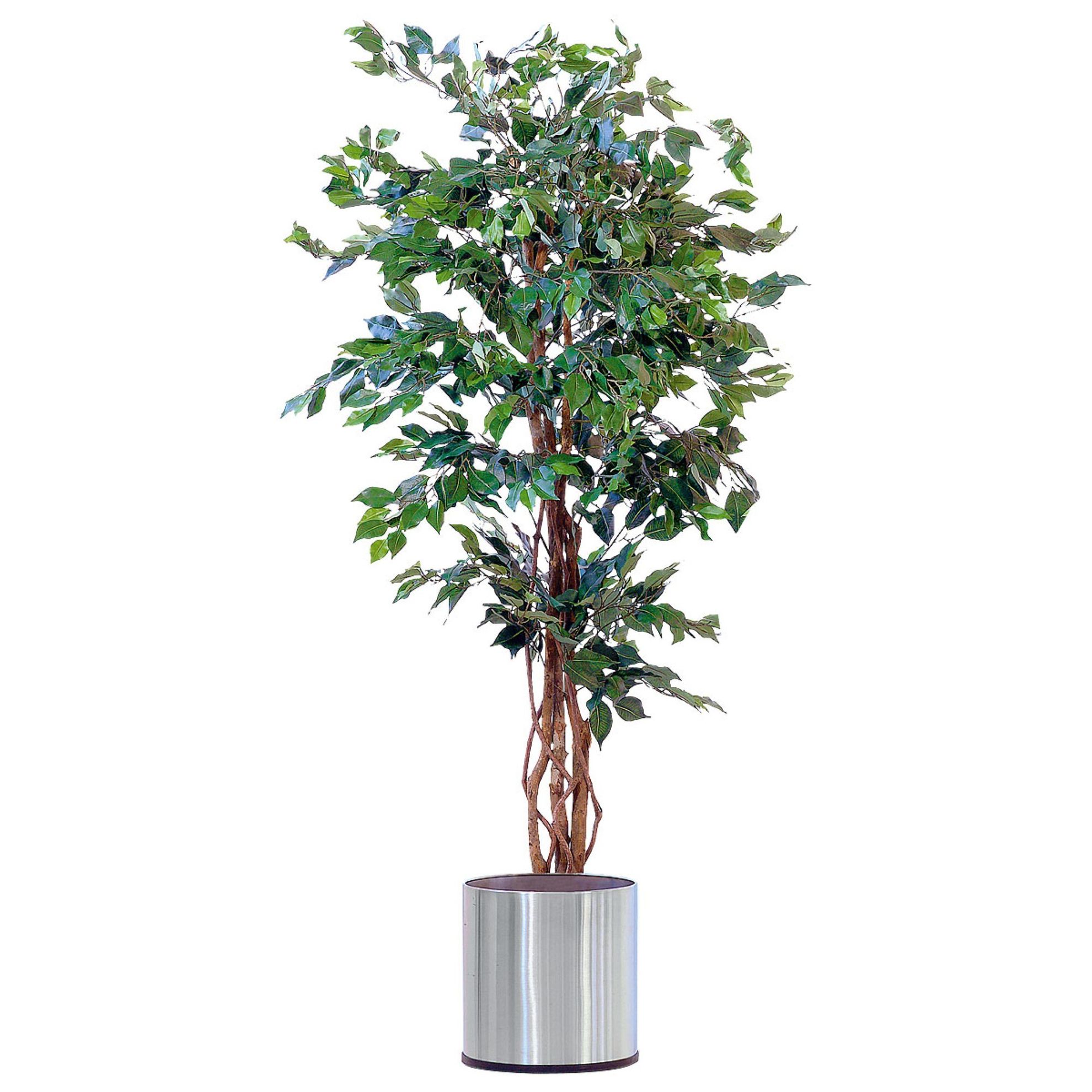 Kunstpflanze Ficus Benjamini jetzt bei Weltbild.de bestellen