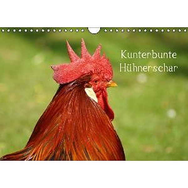 Kunterbunte Hühnerschar (Wandkalender 2015 DIN A4 quer), Kattobello