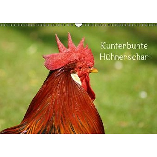 Kunterbunte Hühnerschar (Wandkalender 2016 DIN A3 quer), Kattobello