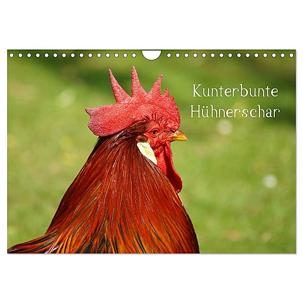 Kunterbunte Hühnerschar (Wandkalender 2024 DIN A4 quer), CALVENDO Monatskalender, Kattobello