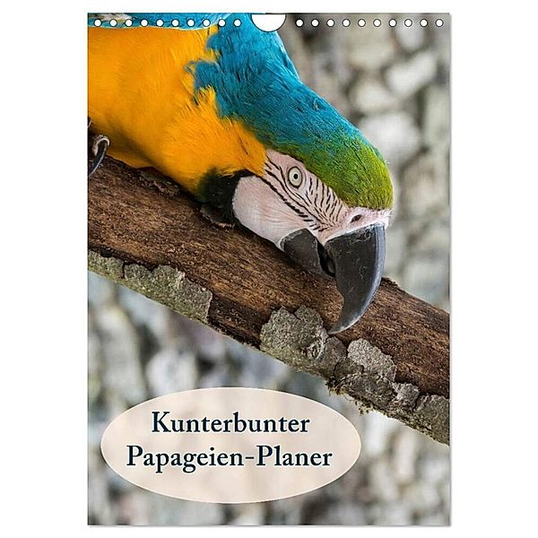 Kunterbunter Papageien-Planer (Wandkalender 2024 DIN A4 hoch), CALVENDO Monatskalender, Angelika Beuck