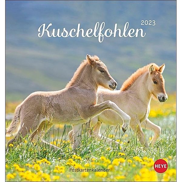 Kuschelfohlen Postkartenkalender 2023. Ein kleiner Kalender voll unbeholfener Fohlen zum Dahinschmelzen. Postkarten-Tisc, Sabine Stuewer