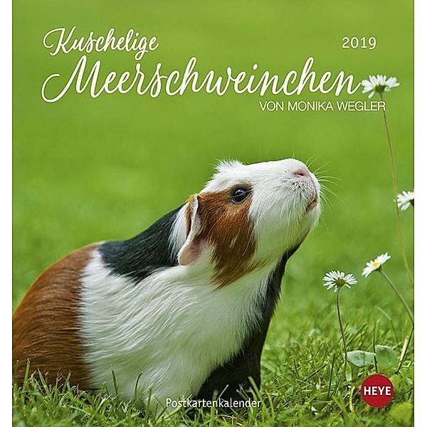 Kuschelige Meerschweinchen Postkartenkalender 2019, Monika Wegler